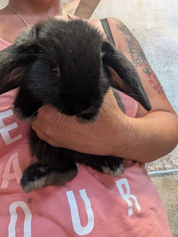 2 x black mini lop bucks