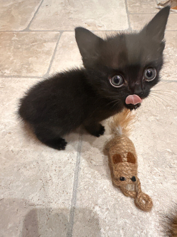 Kittens for sale