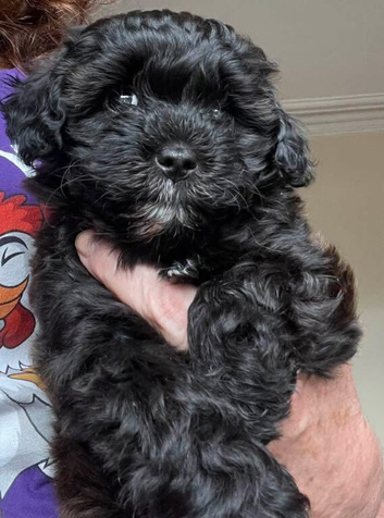 Maltipoo boy.
