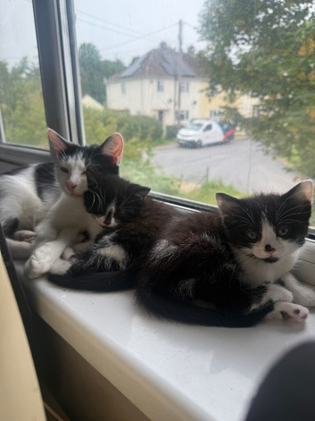 9 week old male. He has calico and domestic mix