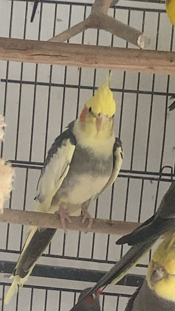Cockatiel pair