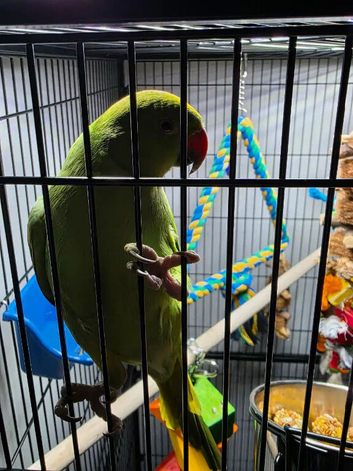 Baby green ring neck toking parrot