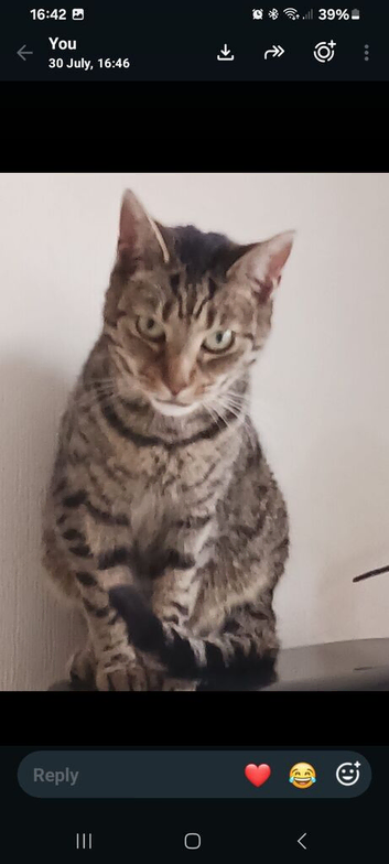 Rehoming my  beautiful cats