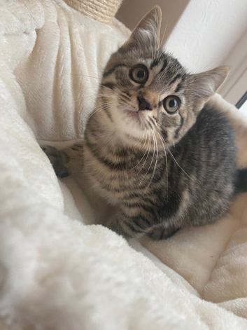 Loving tabby male