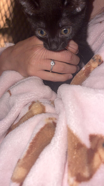 10 week old kitten
