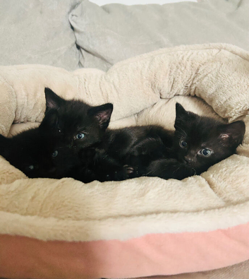 Russian black kittens
