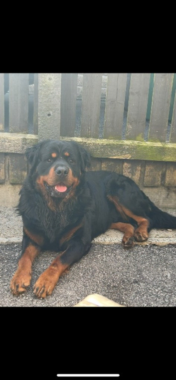 Long haired Rottweiler For stud