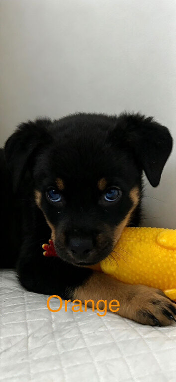 KC REGISTERED ROTTWEILER PUPPIES