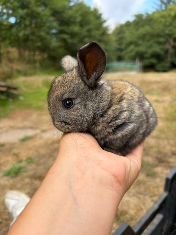 Mixed breed rabbits