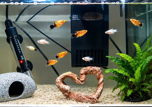 Assorted Baby Balloon Mollies and Platies