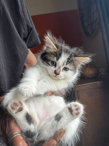Kitten female