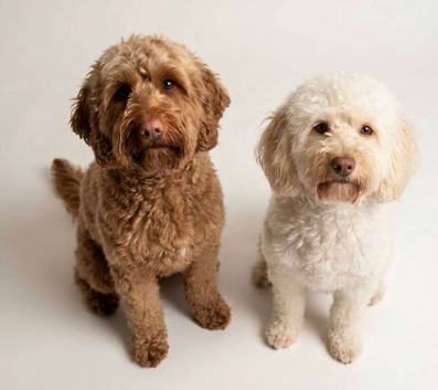 Two beautiful cockapoo girls for rehoming