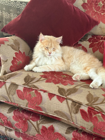 Male main coon