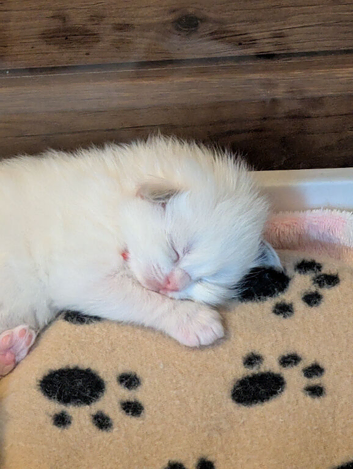 TICA Blue Bicolor/Mitted Ragdoll kittens