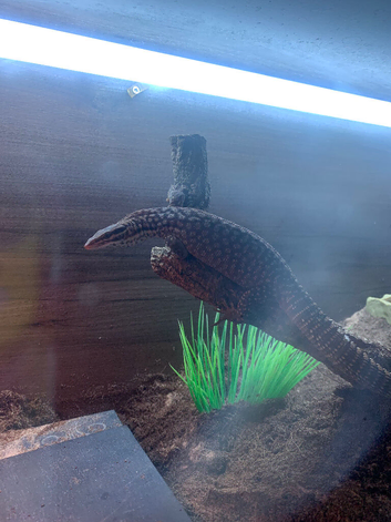 Ackie monitor