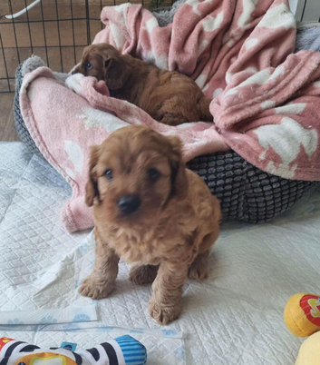 f1 cavapoo puppies
