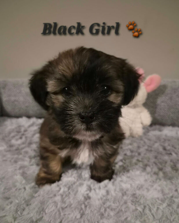 Shorkie puppies ready soon