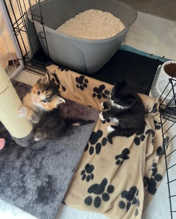2 beautiful Maine coon kittens