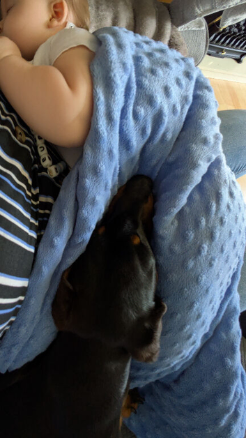 2x miniature dachshunds
