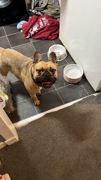 Male French bulldog