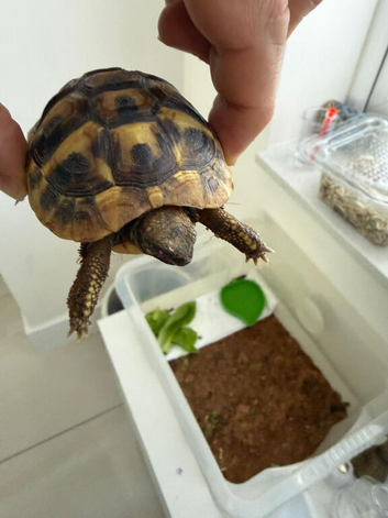 Hermaans tortoise for sale