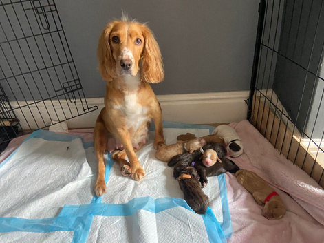 Cocker spaniel puppies
