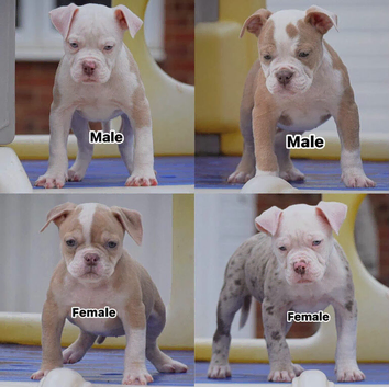 24 years bullbreed experience
