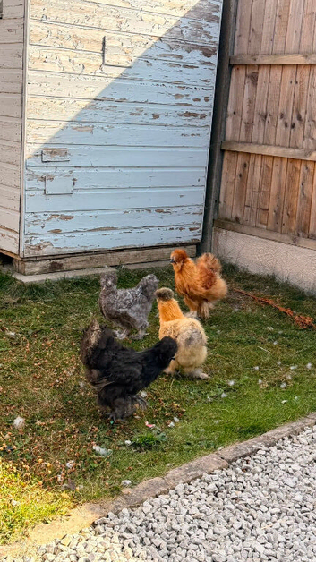 Four Chinese silkies