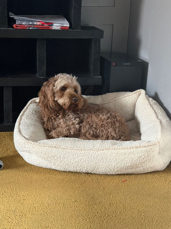 Looking for apricot/red cockapoo male