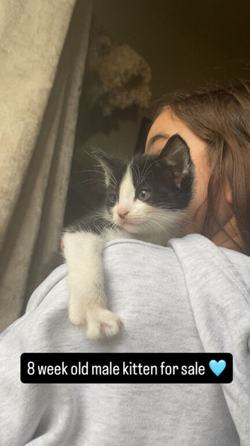 8 week old kitten for sale
