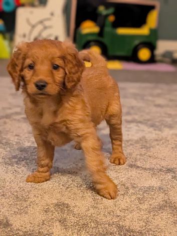Beautiful f2 labradoodles 2 boys 2 girls left *ready now*