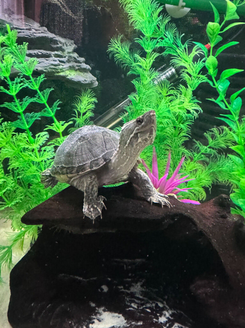 2 Musk Turtles for Sale
