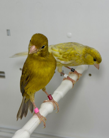 Beautiful pair of raza canaries for sale