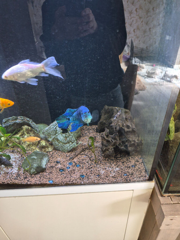 2 tanks for sale first one 5ft by 2ft by 2ft. Second one 3.5ft by 1ft by 2ft