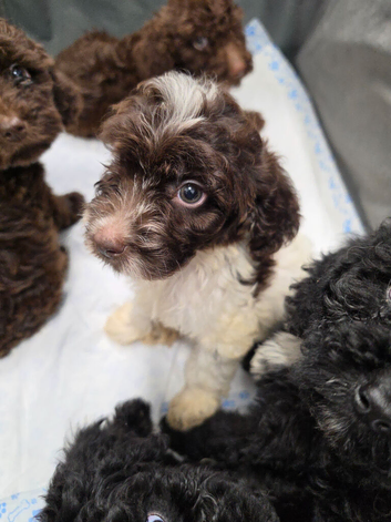 Cockapoo puppies Ready now