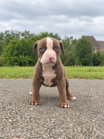 American bulldog