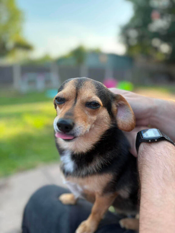 Dachshund cross with a long haired chihuahua