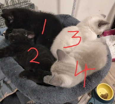 Adorable kittens