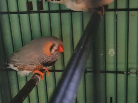 3 pairs exhibition finch