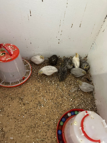 Button quail