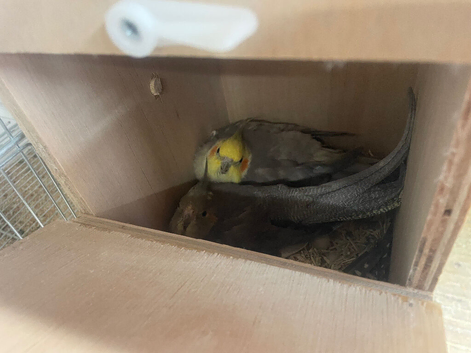 Breeding pair cockatiels and female