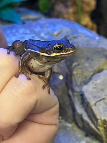 5 American tree frogs and 2 anoles