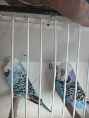 6 pair 2025 bred exhibition budgied