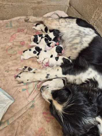 Springer Spaniel Puppies
