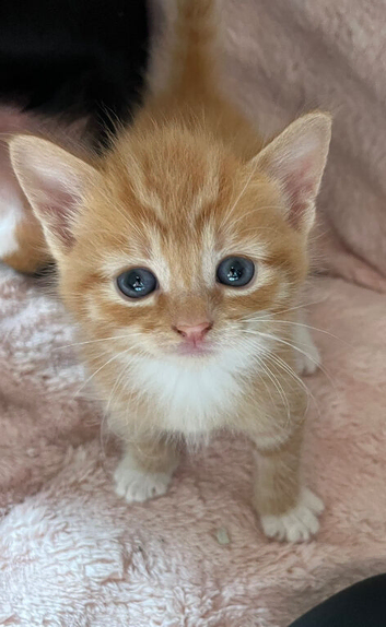 Main coon cross