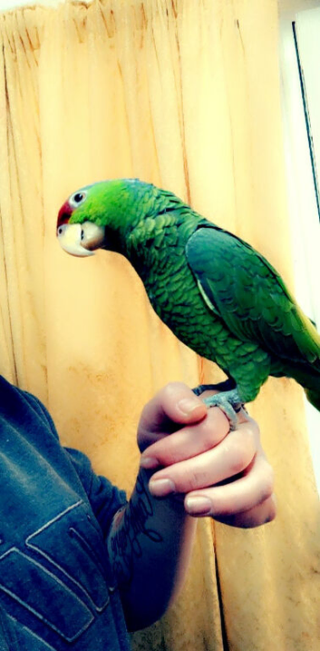 Kiwi looking for new home
