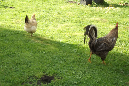 for sale free range chichens