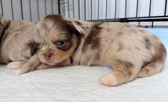 Long coat chihuahua