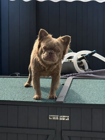 Male Fluffy frenchie