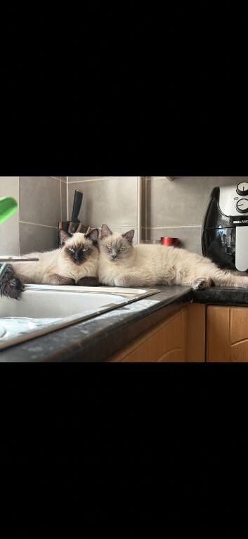 URGENT - 2 ragdolls cats needing rehomed